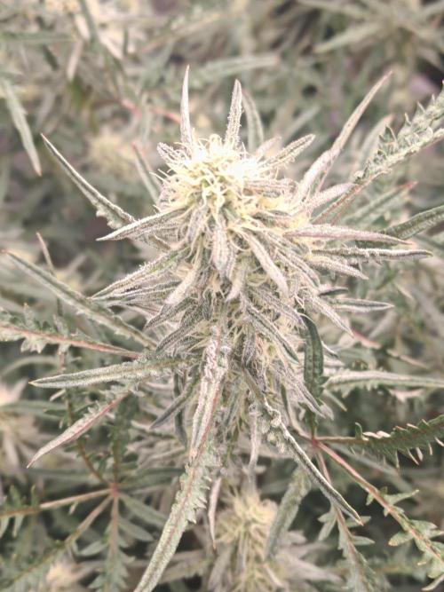 Concours KHALIFA GENETICS. Week 6