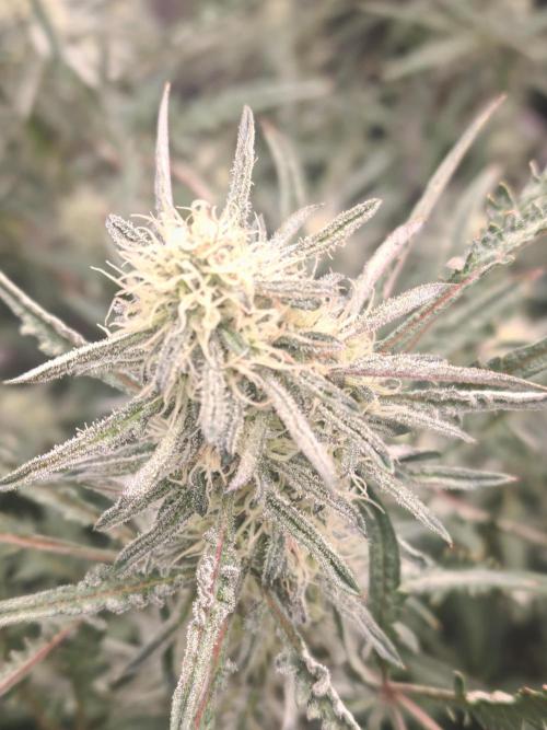 Concours KHALIFA GENETICS. Week 6