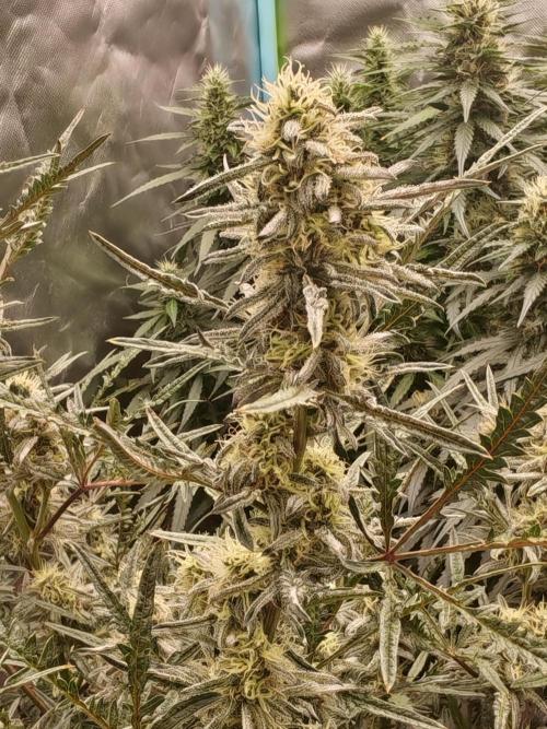 Concours KHALIFA GENETICS. Week 6