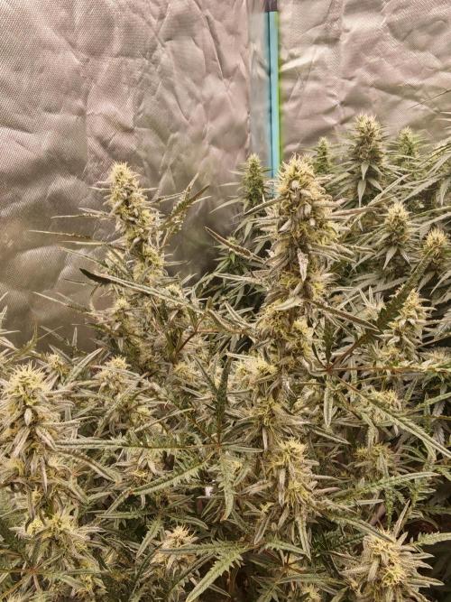 Concours KHALIFA GENETICS. Week 6
