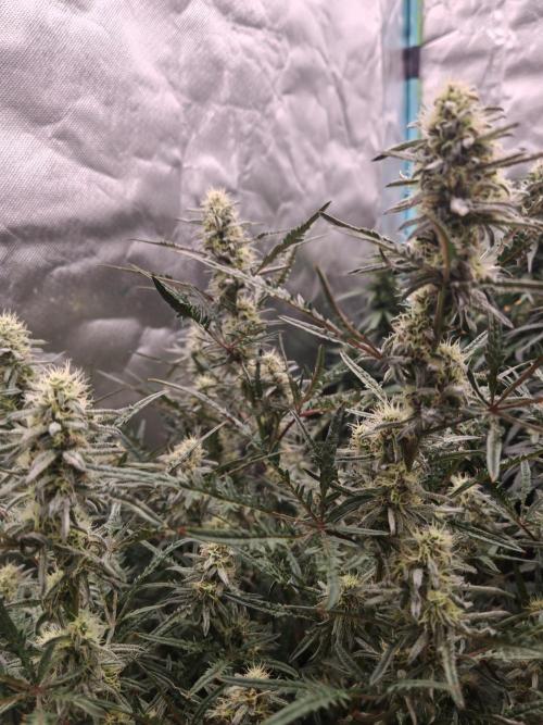 Concours KHALIFA GENETICS. Week 6