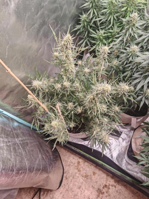 Concours KHALIFA GENETICS. Week 7