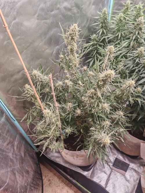 Concours KHALIFA GENETICS. Week 7