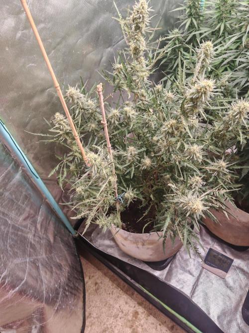Concours KHALIFA GENETICS. Week 7