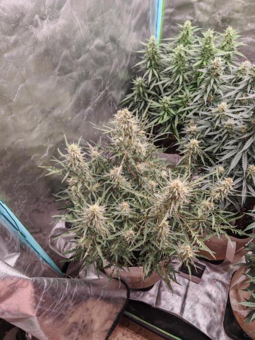 Concours KHALIFA GENETICS. Week 7