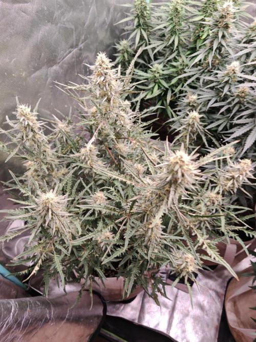 Concours KHALIFA GENETICS. Week 7