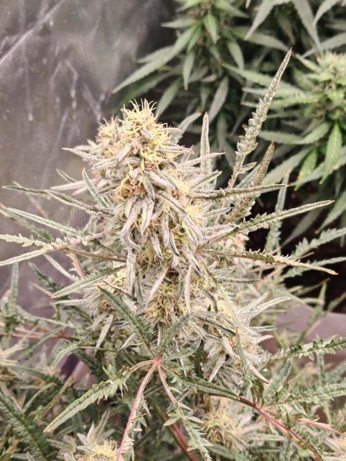 Concours KHALIFA GENETICS. Week 7