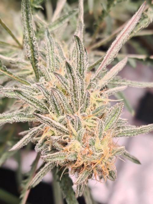 Concours KHALIFA GENETICS. Week 7