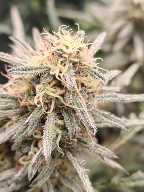 Concours KHALIFA GENETICS. Week 7