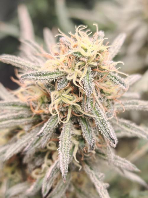 Concours KHALIFA GENETICS. Week 7