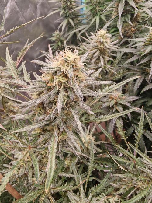 Concours KHALIFA GENETICS. Week 7