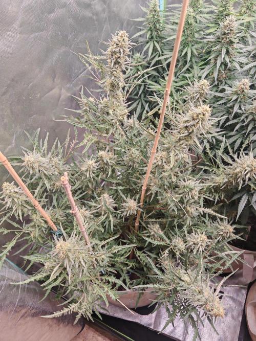 Concours KHALIFA GENETICS. Week 7