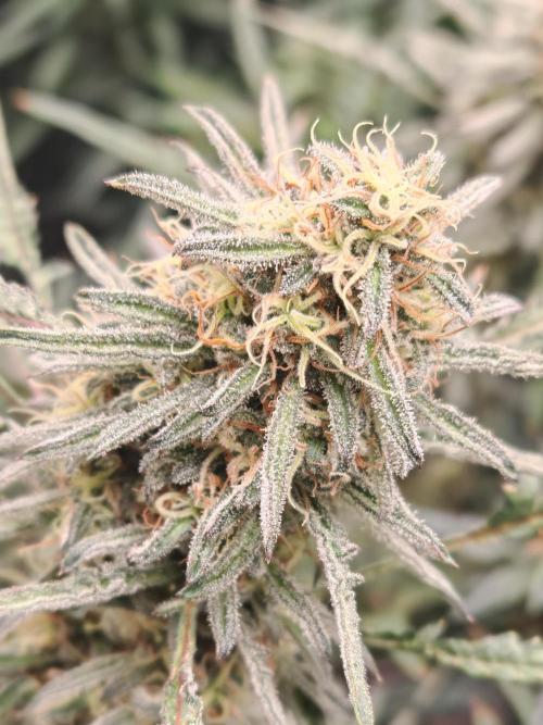 Concours KHALIFA GENETICS. Week 7
