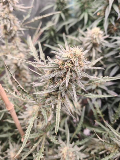 Concours KHALIFA GENETICS. Week 7