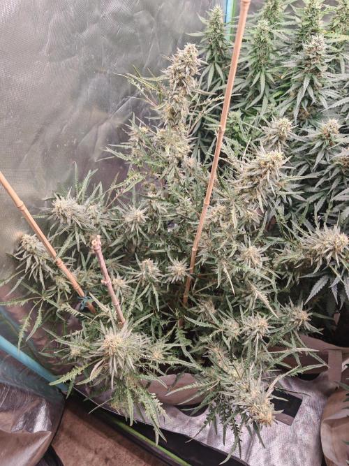 Concours KHALIFA GENETICS. Week 7