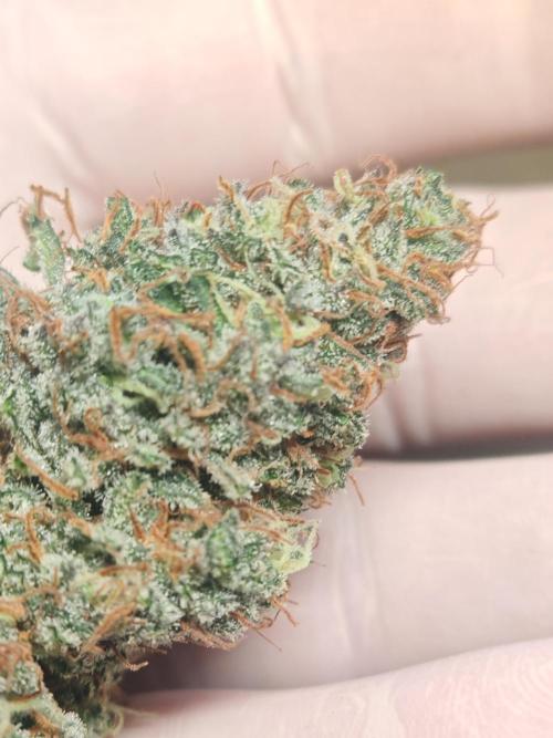 Concours KHALIFA GENETICS. Week 9