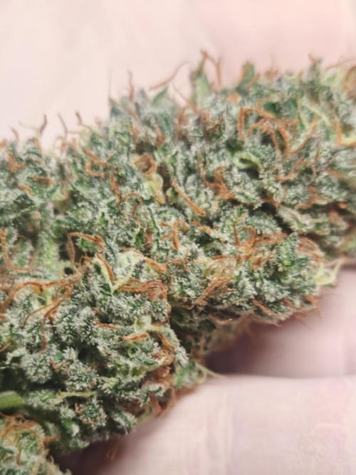 Concours KHALIFA GENETICS. Week 9