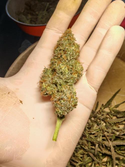 Concours KHALIFA GENETICS. Week 9
