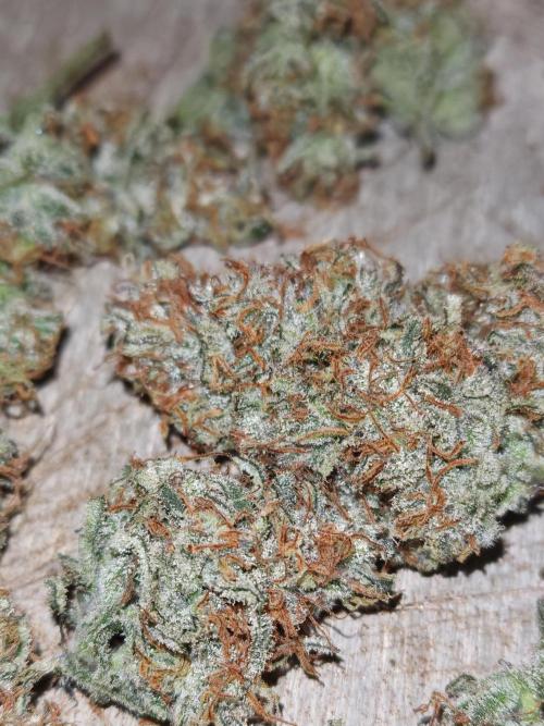 Concours KHALIFA GENETICS. Week 9