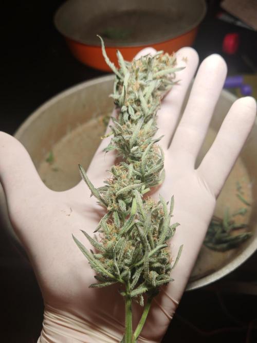 Concours KHALIFA GENETICS. Week 9