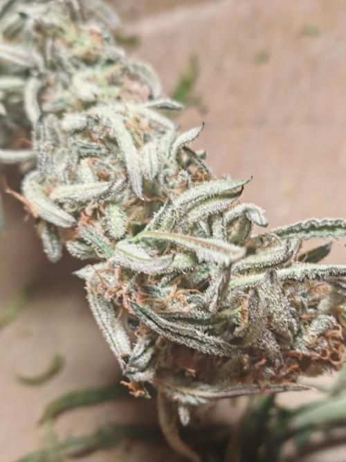 Concours KHALIFA GENETICS. Week 9