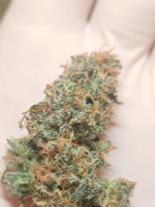 Concours KHALIFA GENETICS. Week 9