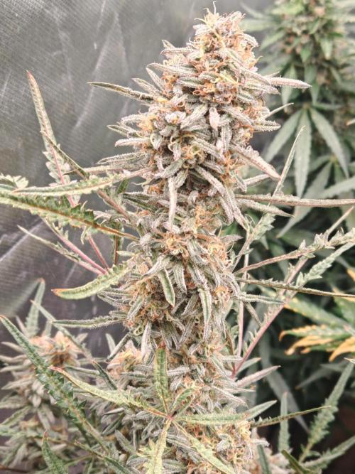 Concours KHALIFA GENETICS. Week 9