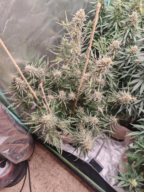 Concours KHALIFA GENETICS. Week 9