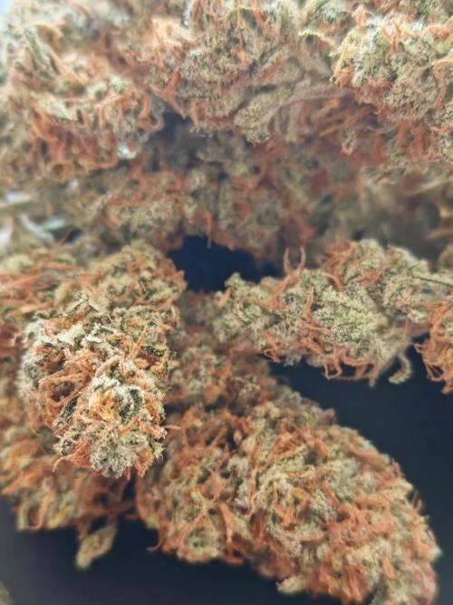 Concours KHALIFA GENETICS. Week 9
