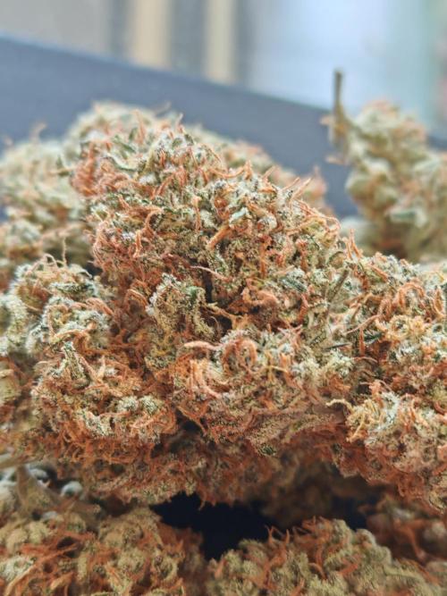 Concours KHALIFA GENETICS. Week 9