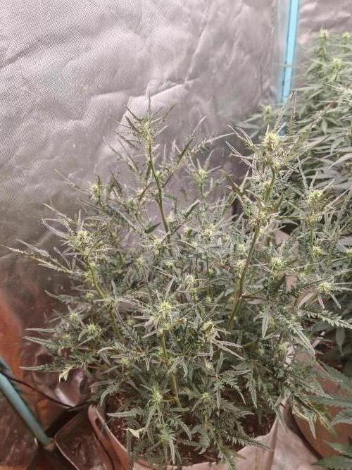 Concours KHALIFA GENETICS. Week 4