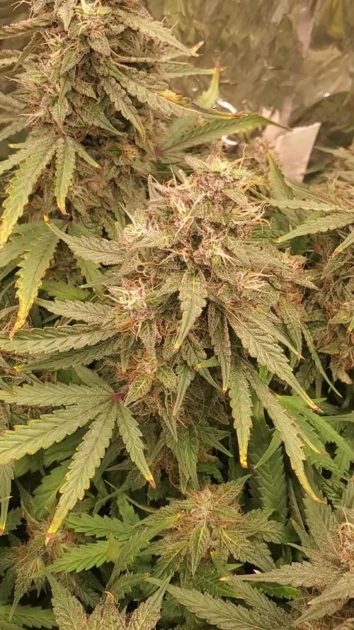 Mephisto Creme-tasmo 
