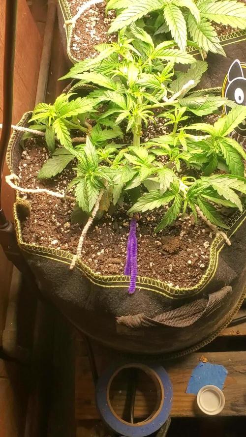 Yinz ain't ready for this...