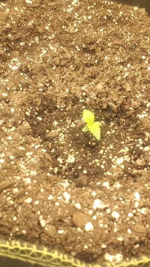 Twisted Trees SugarCube