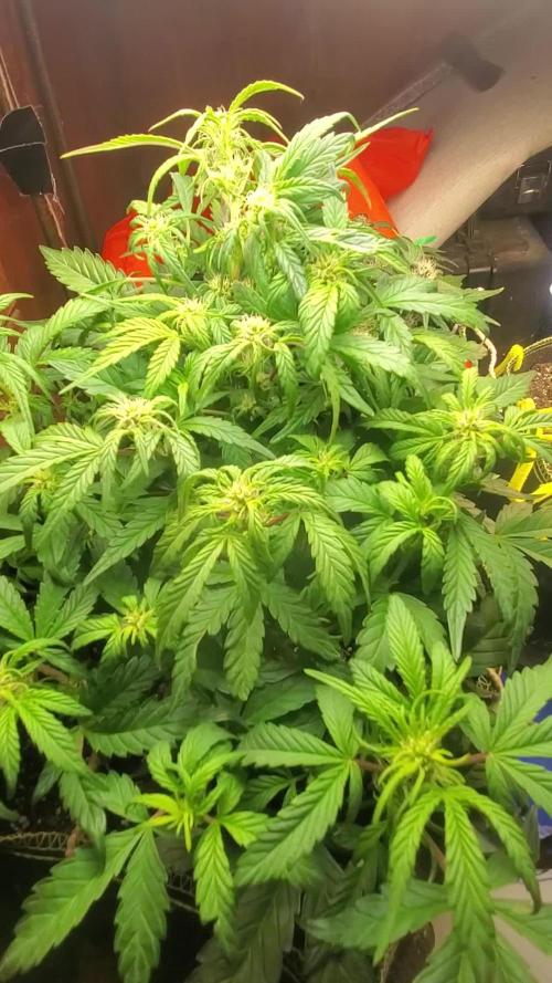 Yinz ain't ready for this...