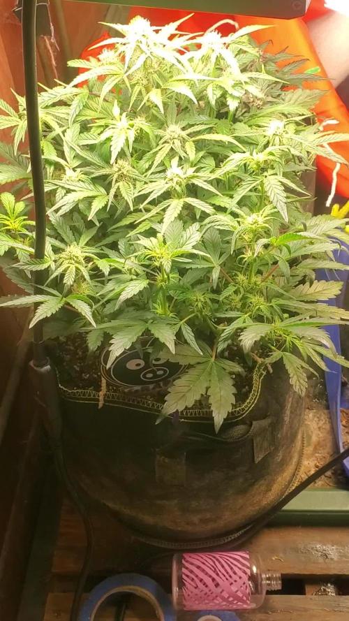 Yinz ain't ready for this...