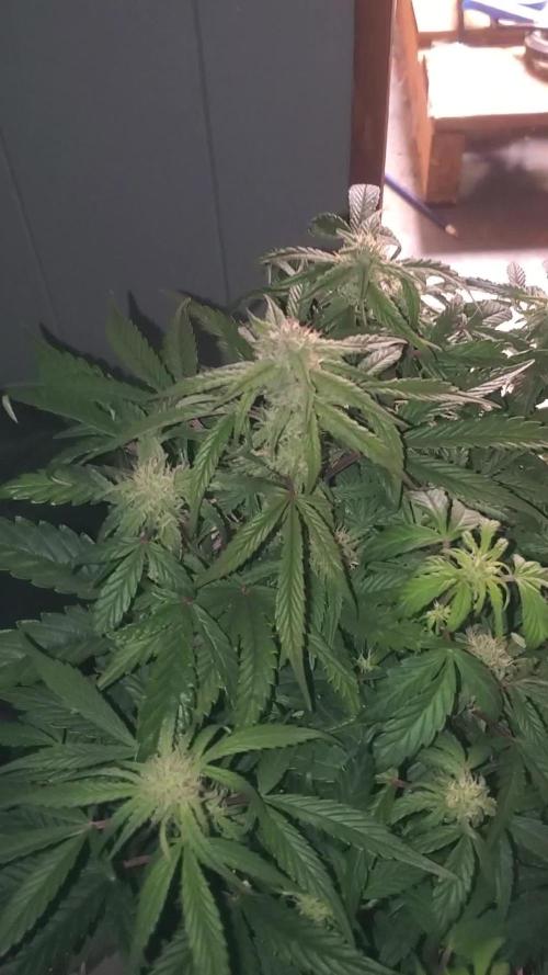 Yinz ain't ready for this...