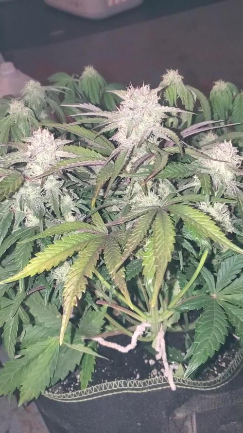 Yinz ain't ready for this...