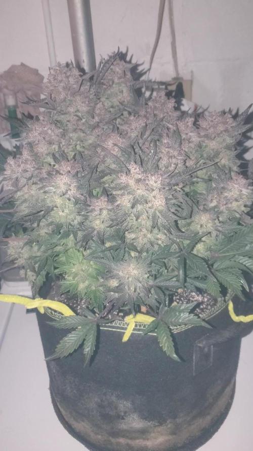 Twisted Trees SugarCube