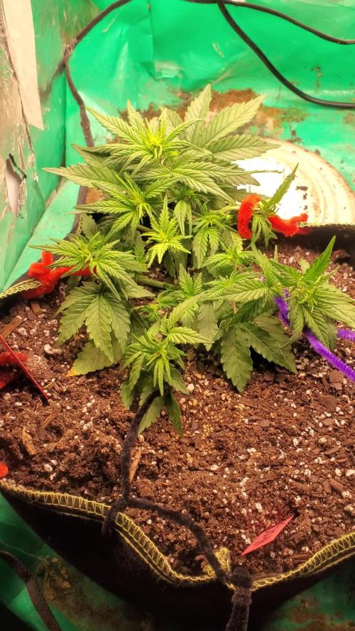 FastBuds Ztrawberries 2nd run.