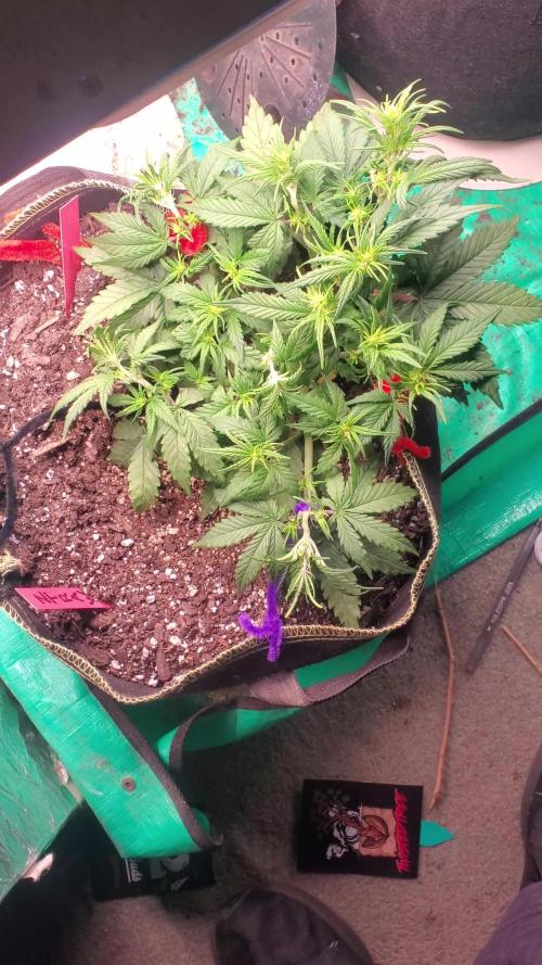 FastBuds Ztrawberries 2nd run.