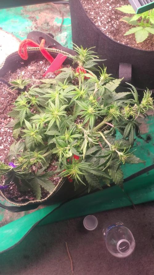 FastBuds Ztrawberries 2nd run.