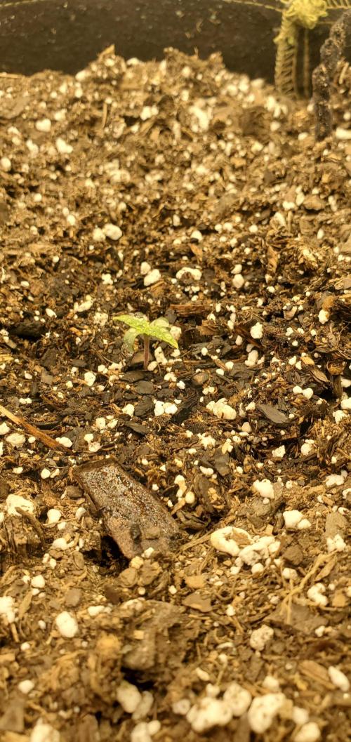 Milo's Pahhnd Cake. Week 1 - Day 2