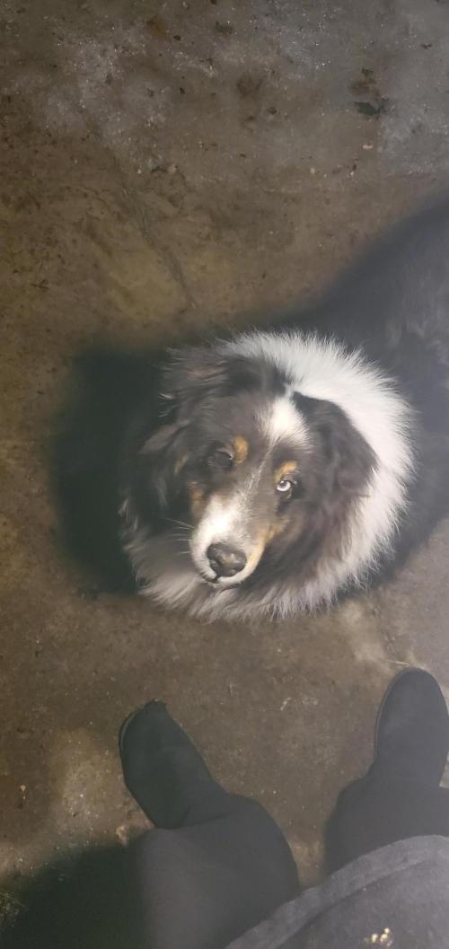 Milo's Pahhnd Cake. Week 1 - Dedicated to my beloved dog Milo who passed away peacefully the day after this s