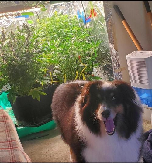 Milo's Pahhnd Cake. Week 1 - My best bud.