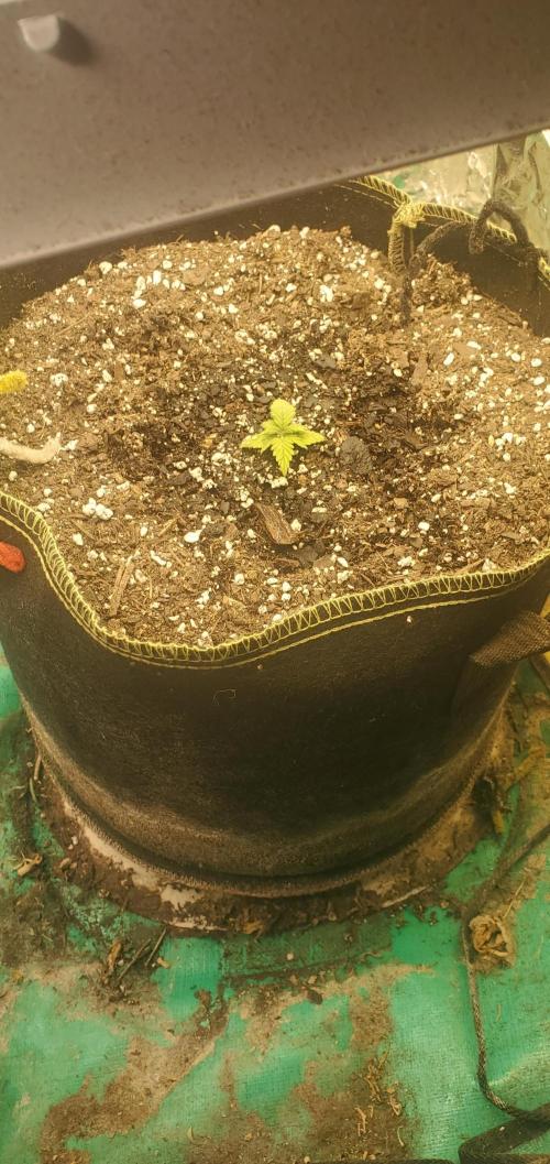 Milo's Pahhnd Cake. Week 2 - Day 10