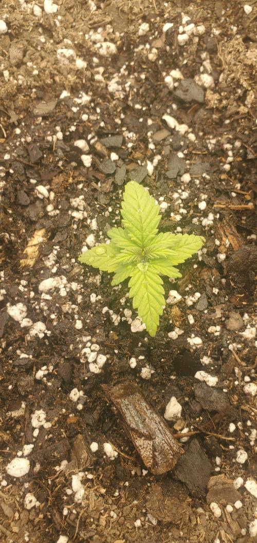 Milo's Pahhnd Cake. Week 2 - Day 10