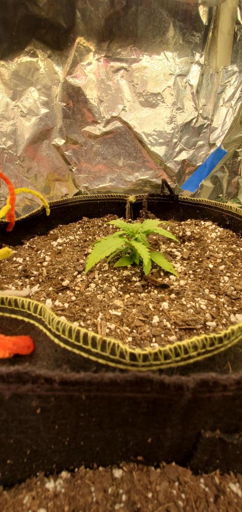 Milo's Pahhnd Cake. Week 3 - Day 16