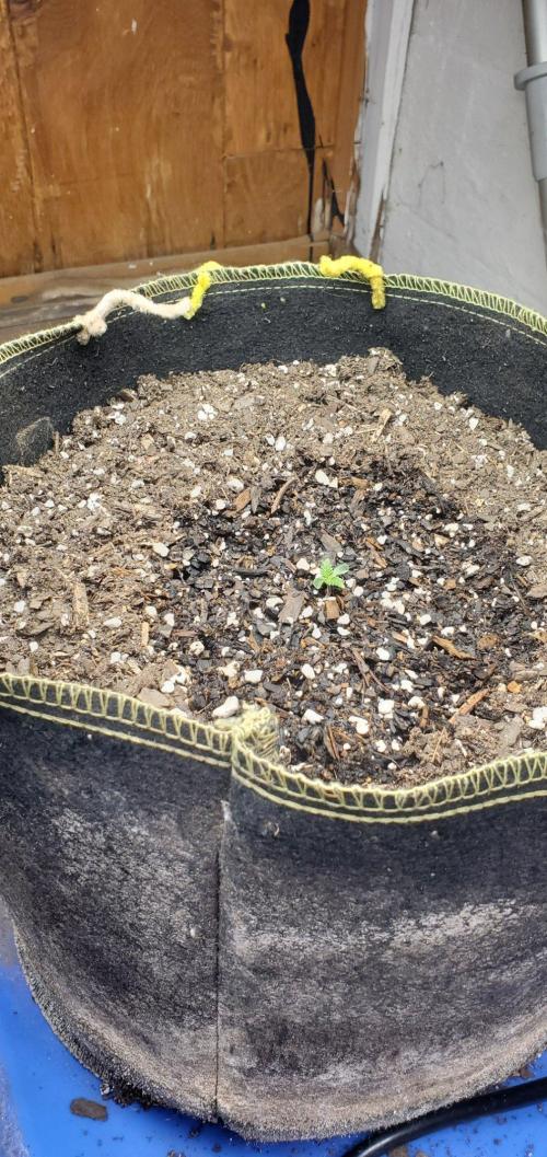 SteelTown moonrocks. Week 1 - Day 2