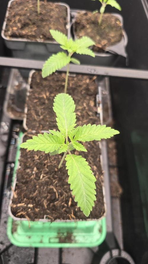 Super Apex Alpha. Week 2 - Day 8